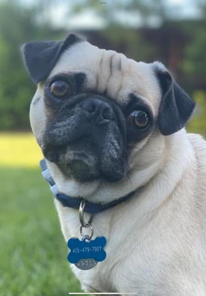 Chewy the pug — reference photo
