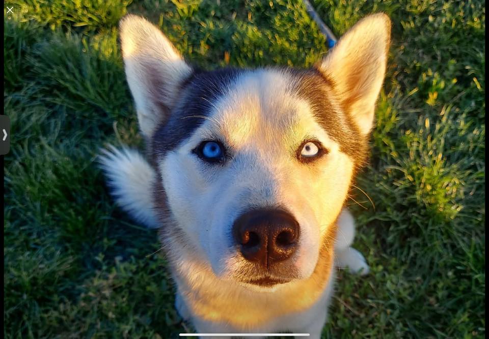 Ghost the husky — reference photo